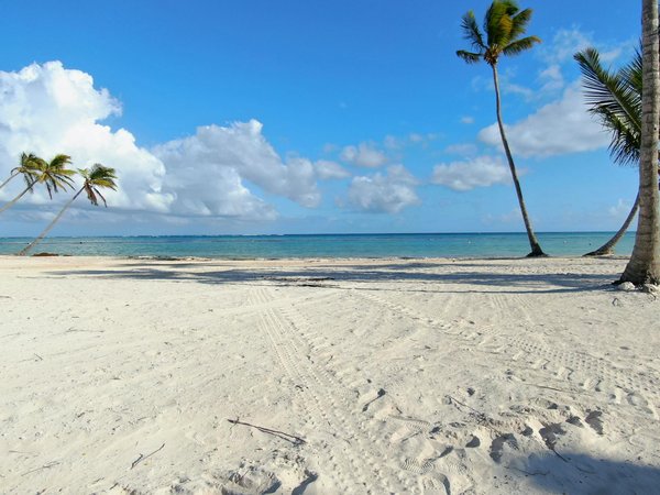 Explore the UK's Top Coastal Trails for Unforgettable Seal and Seabird Sightings